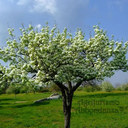 Gospodarstwo agroturystyczne Agriturismo Abbondanza Alberobello